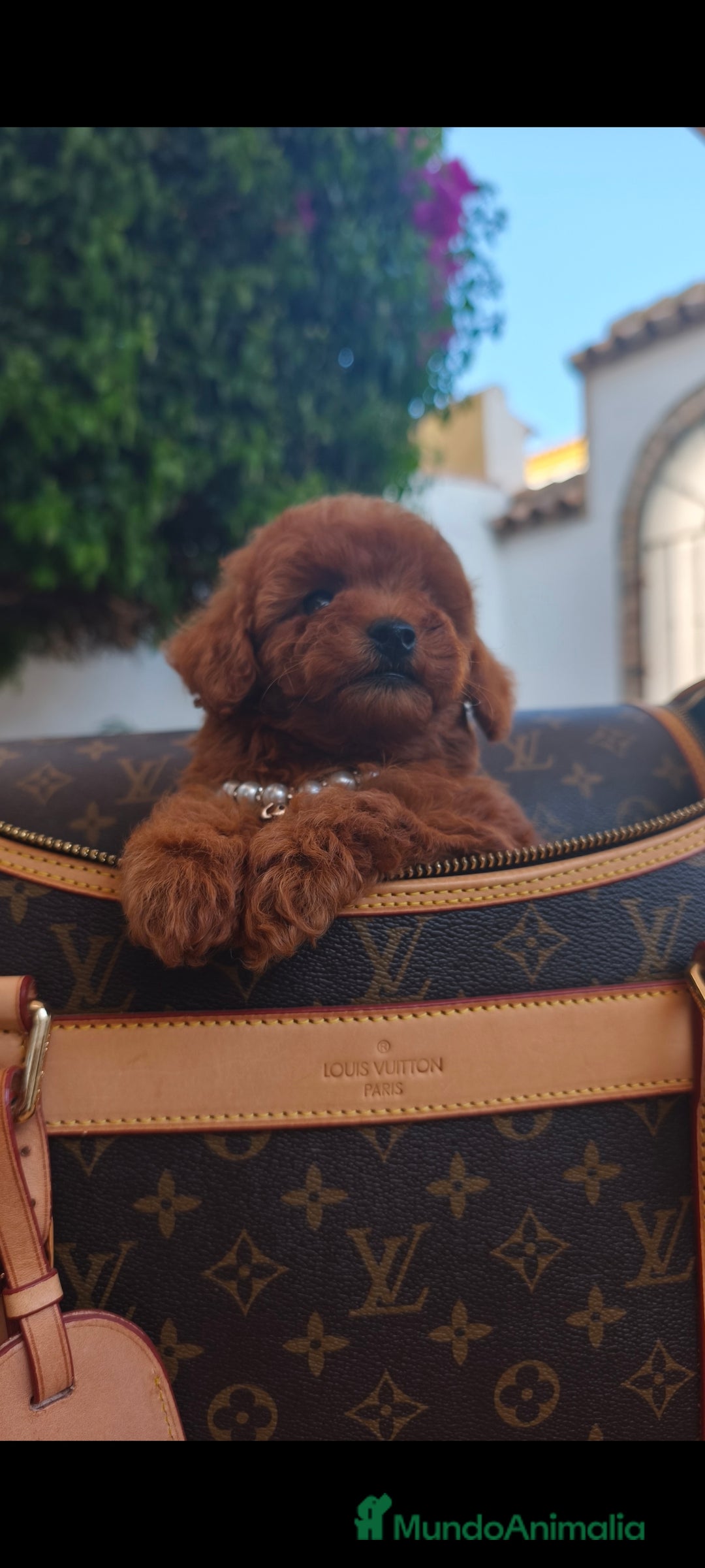 Caniche Toy perros en venta: Caniche toy linea asiatica - Imagen 5