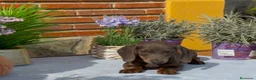 Teckel Miniatura perros en venta: Ultimo teckel. Macho - Anuncio 1
