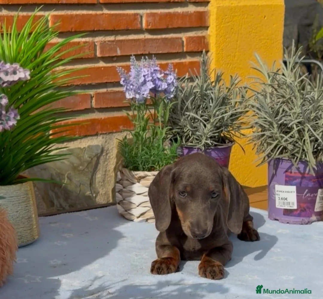 Teckel Miniatura perros en venta: Ultimo teckel. Macho - Anuncio 1