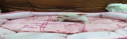 Chihuahua perros en venta: CHIHUAHUA TOY - Anuncio 17
