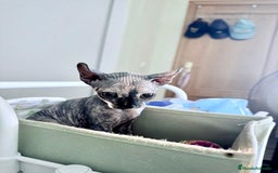 Sphynx gatos en venta: Preciosa hembrita tortuga  - Imagen 4