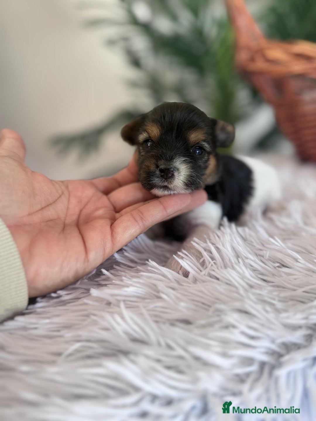 Yorkshire Terrier perros en venta: YORKSHIRE BIEWER HEMBRA - Anuncio 5