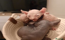 Sphynx gatos en venta: Sphynx pura razs - Anuncio 1