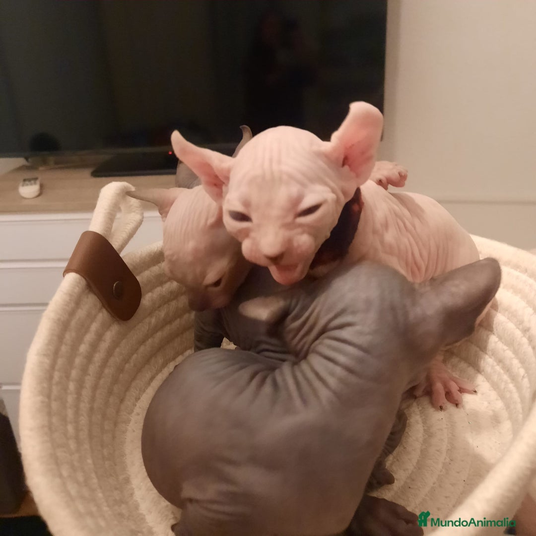Sphynx gatos en venta: Sphynx pura razs - Anuncio 1