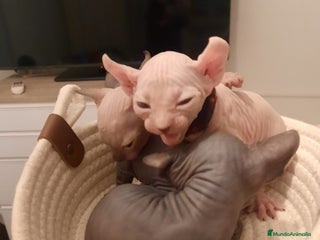 Sphynx gatos Sphynx pura razs - Anuncio 10