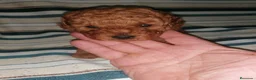 Caniche Toy perros en venta: Economicos, varios colores - Anuncio 5