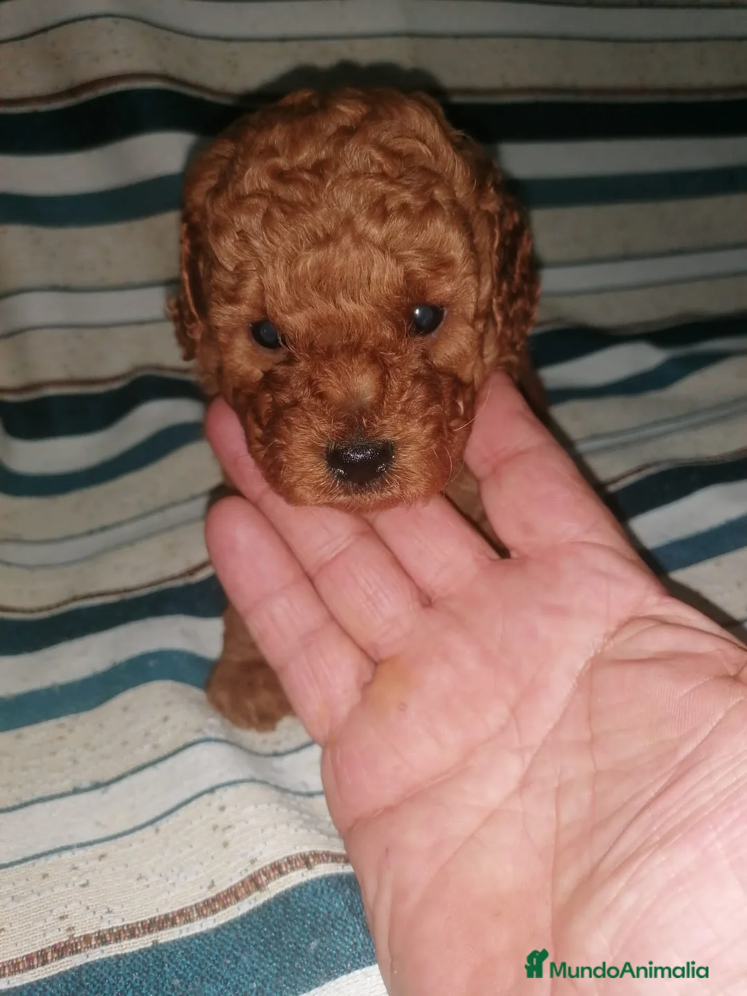 Caniche Toy perros en venta: Economicos, varios colores - Anuncio 5