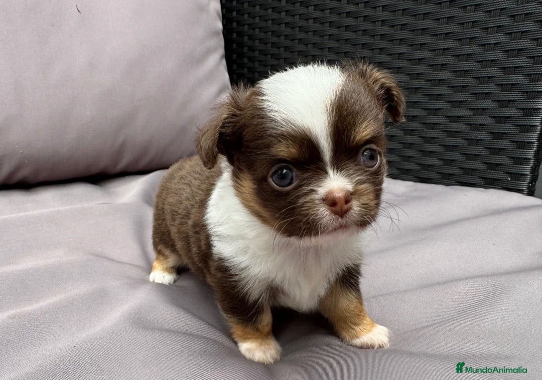 Chihuahua perros CHIHUAHUA CACHORROS  - Anuncio 1