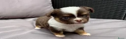 Chihuahua perros en venta: CHIHUAHUA CACHORROS  en Murcia - Anuncio 1
