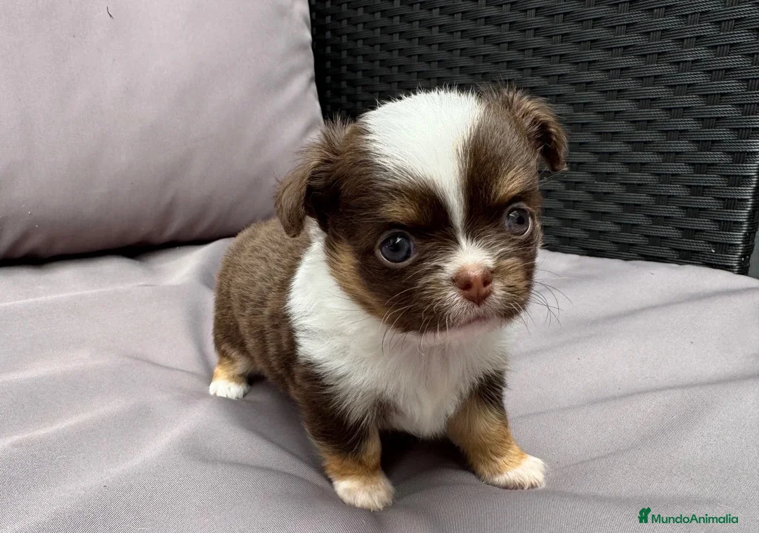 Chihuahua perros en venta: CHIHUAHUA CACHORROS  en Murcia - Anuncio 1