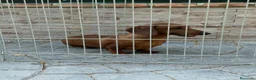 Teckel Miniatura perros en venta: Cachorro teckel - Anuncio 8
