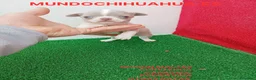 Chihuahua perros en venta: PRECIOSOS CHIHUAHUA RUSO Y ASIÁTICO    - Anuncio 3