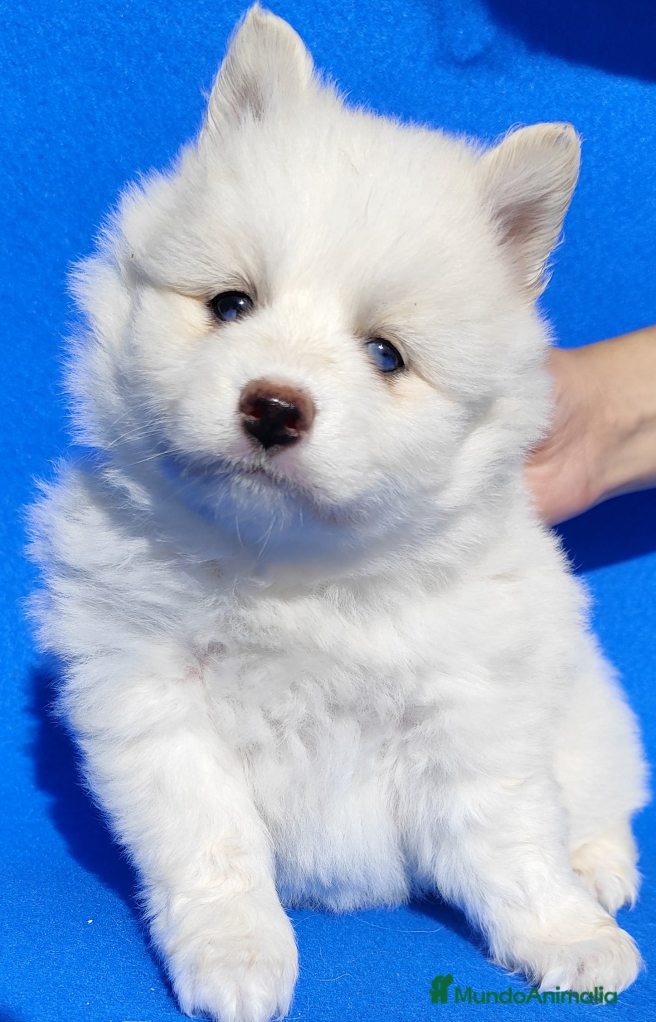 Pomsky perros Pomsky  - Anuncio 2