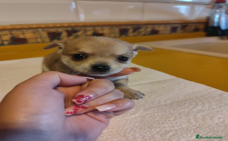 Chihuahua perros - Anuncio 11