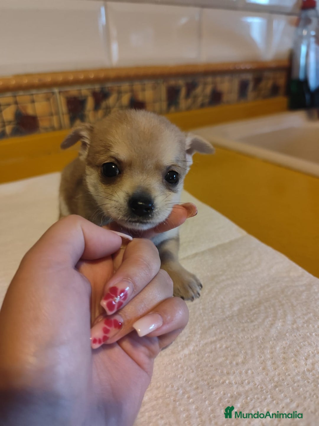 Chihuahua perros en venta: Chihuahua Toy macho preciosos  - Imagen 1