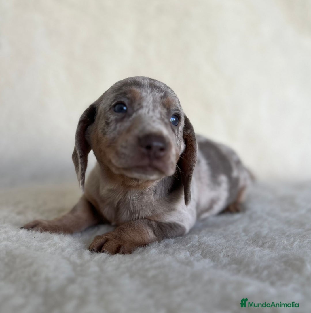 Teckel Miniatura perros en venta: Teckel miniatura varios colores - Imagen 1