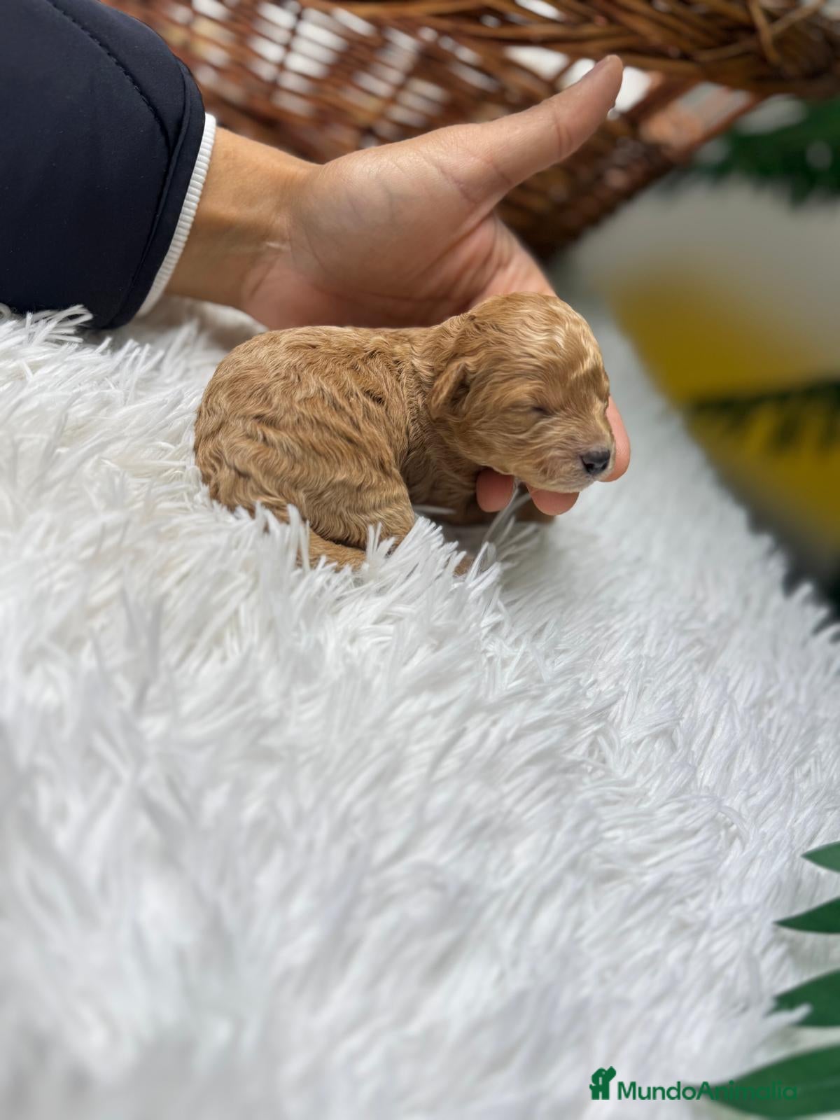 Caniche Toy perros CANICHE TOY - Anuncio 1