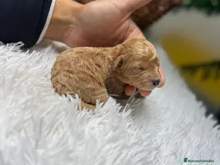 Caniche Toy perros CANICHE TOY - Anuncio 1