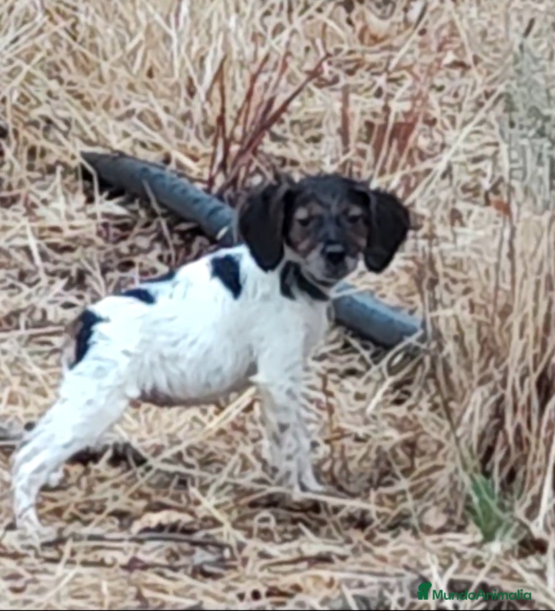 Épagneul Breton perros en venta: CACHORROS DE EPAGNEUL BRETON.  - Imagen 4