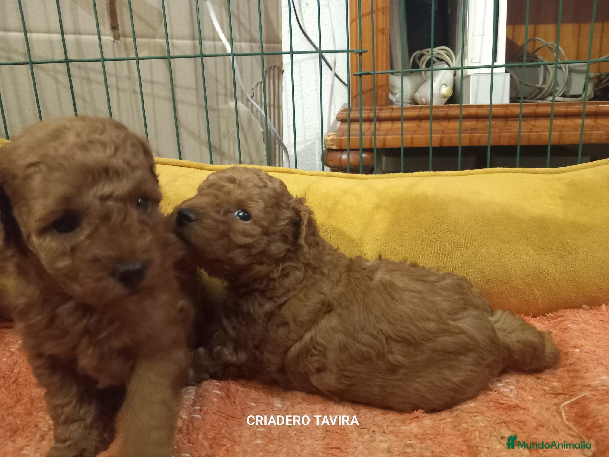 Caniche Toy perros Caniche toy rojo  - Anuncio 2