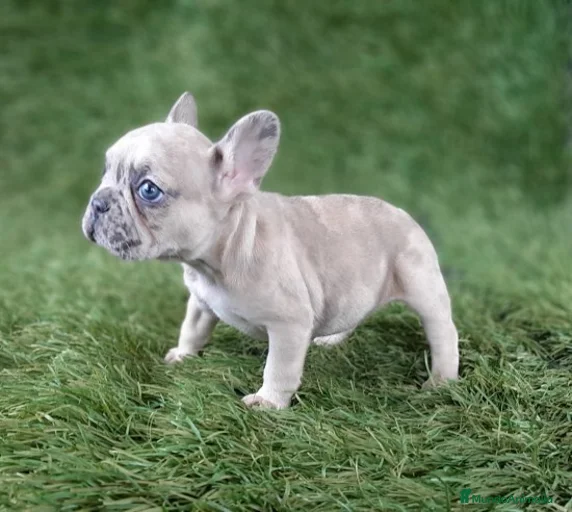 Imagen de galería {{count}}