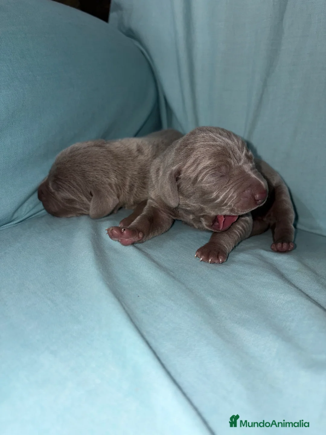 Braco Alemán de Pelo Corto perros en venta: BRACOS DE WEIMAR  - Anuncio 3