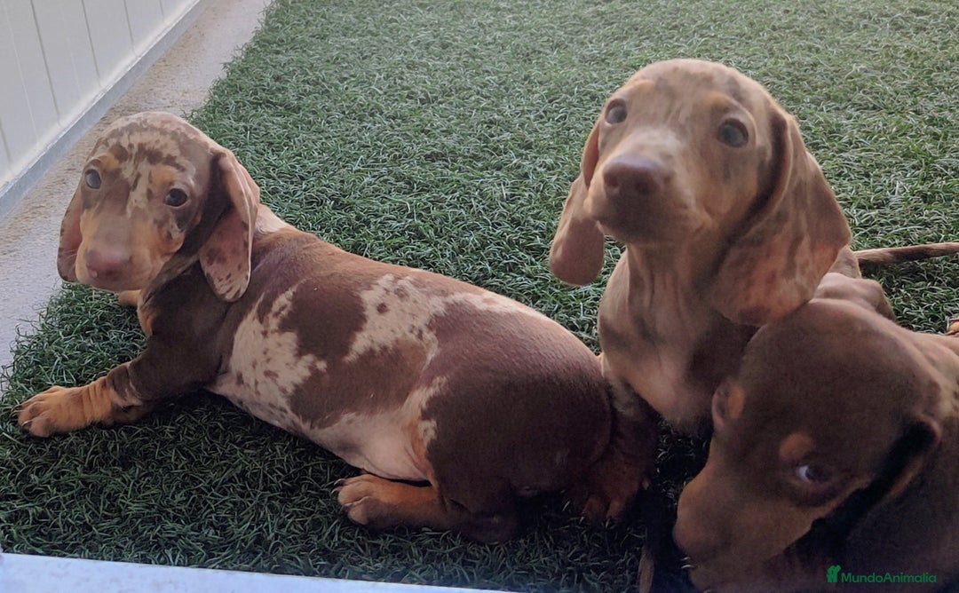 Teckel perros en venta: Teckel chocolate y Arlequín  - Imagen 15