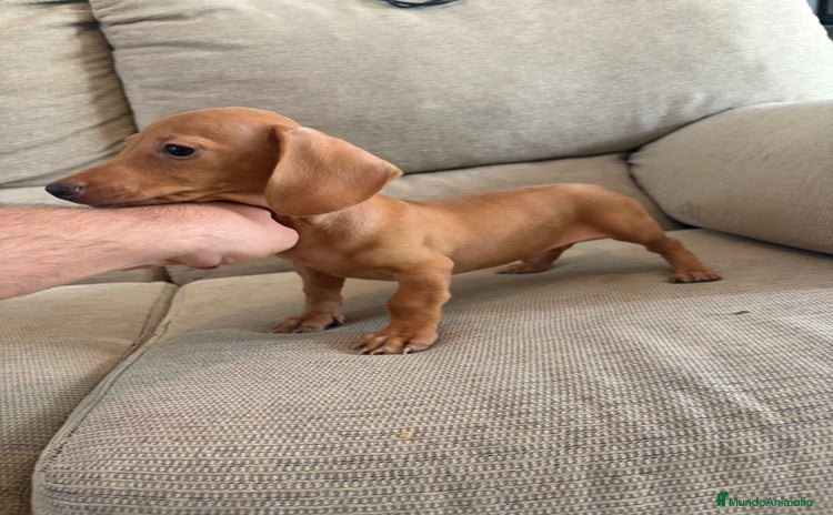 Teckel Miniatura perros - Anuncio 1