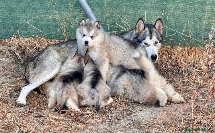 Alaskan Malamute perros - Anuncio 2