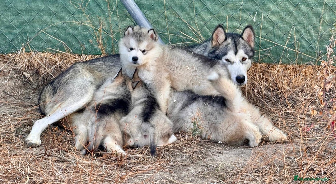 Alaskan Malamute perros en venta: Alaskan Malamute  - Imagen 1