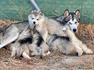 Alaskan Malamute perros - Anuncio 1
