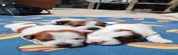 Jack Russell Terrier perros en venta: Jack Russell Puppies 🐶 - Anuncio 4