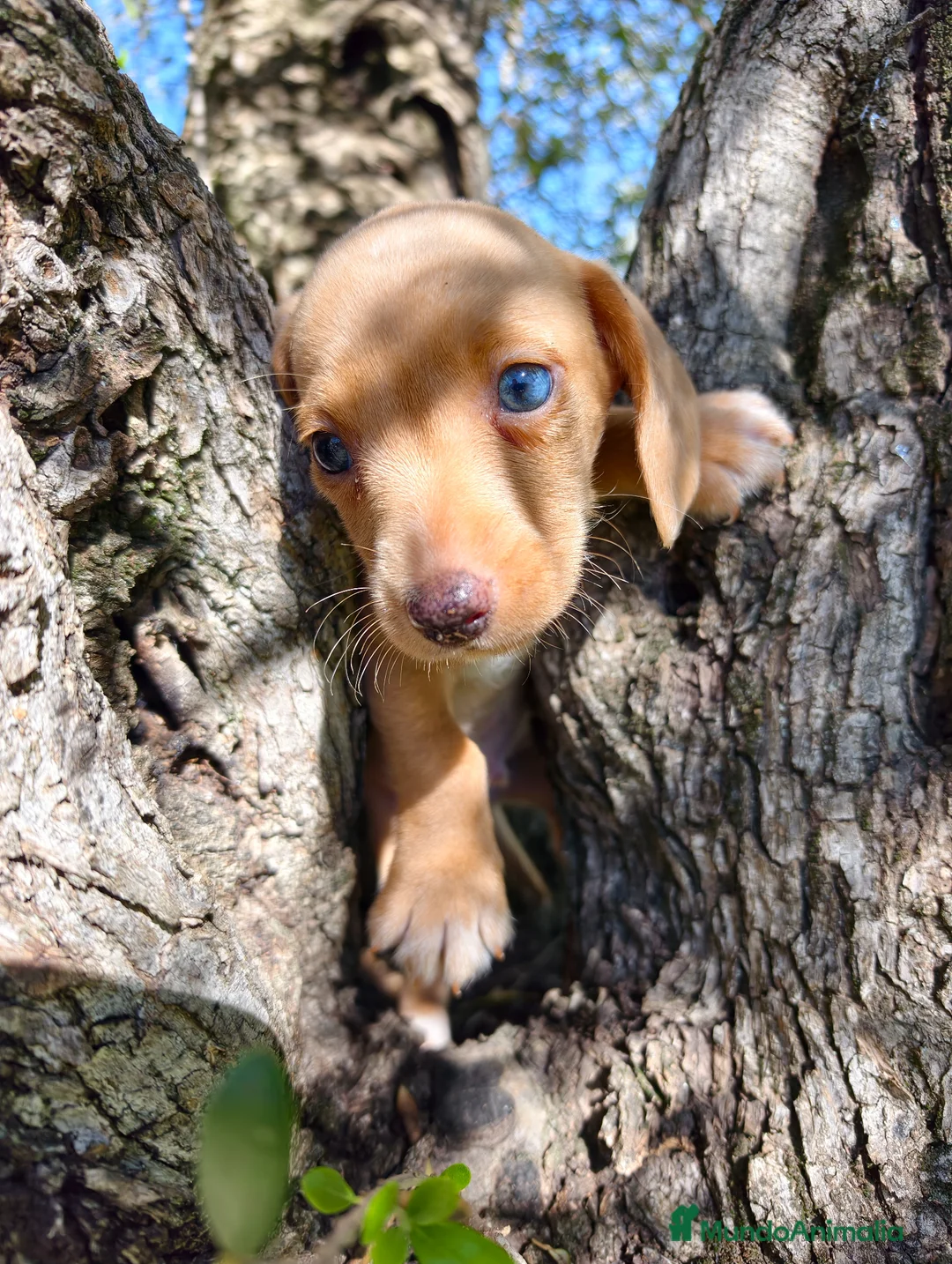 Teckel Miniatura perros en venta: Teckel macho kanichen  - Anuncio 2