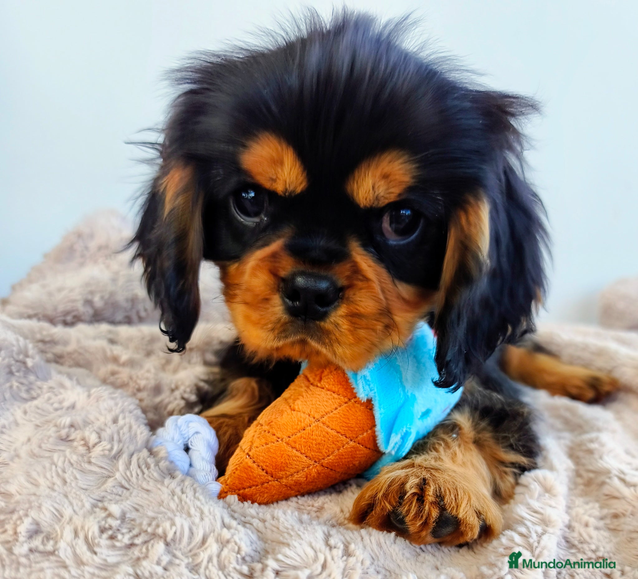 Cavalier King Charles Spaniel perros Cavalier negro fuego y ruby - Anuncio 2