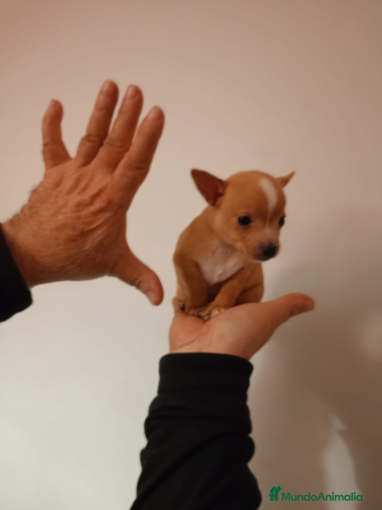 Chihuahua perros Chihuhuas toy  - Anuncio 1