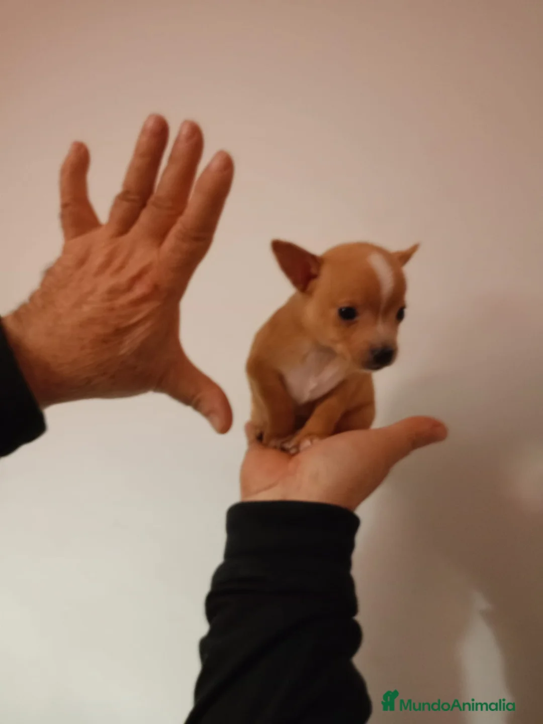 Chihuahua perros en venta: Chihuhuas toy  - Anuncio 1