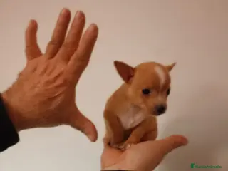 Chihuahua perros Chihuhuas toy - Anuncio 1