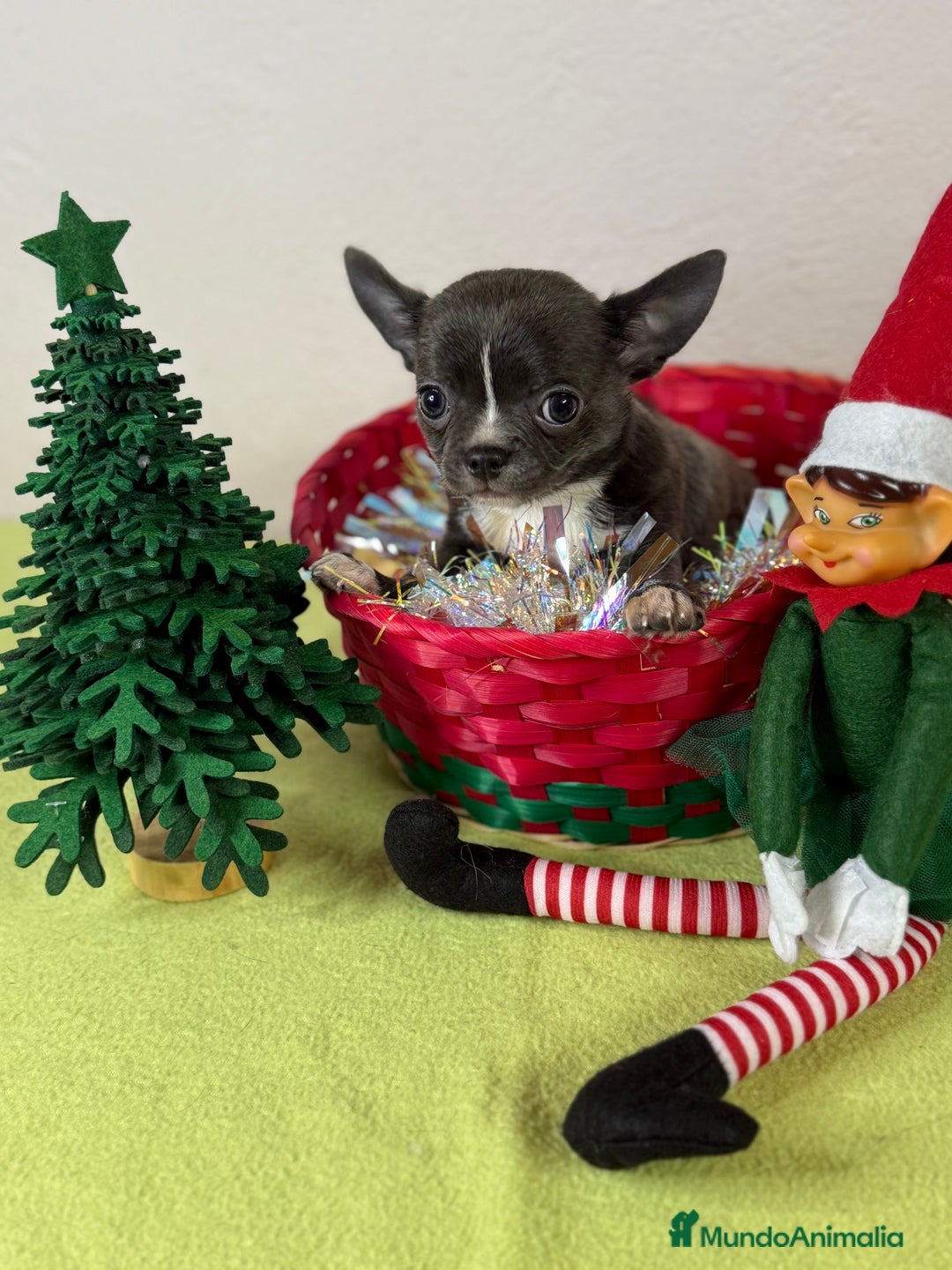 Chihuahua perros en venta: Excelentes chihuahuas machos - Anuncio 2