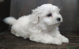 Bichón Maltés perros en venta: Maltés Toy. - Imagen 2