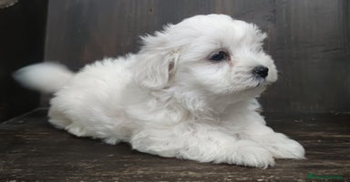 Bichón Maltés perros - Anuncio 8