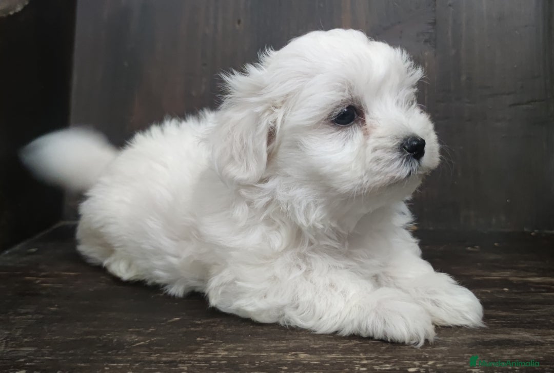 Bichón Maltés perros en venta: Maltés Toy. - Imagen 2