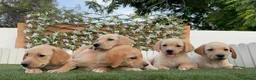 Labrador Retriever perros en venta: LABRADOR RETRIEVER - Anuncio 14