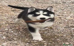 Husky Siberiano perros en venta: Husky Siberiano  - Imagen 4