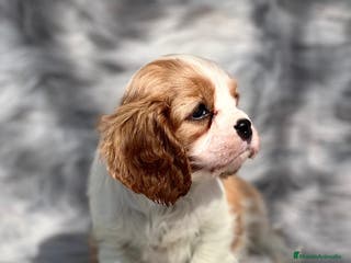 Cavalier King Charles Spaniel perros CAVALIER BLENHEIN DISPONIBLES! en Barcelona - Anuncio 18