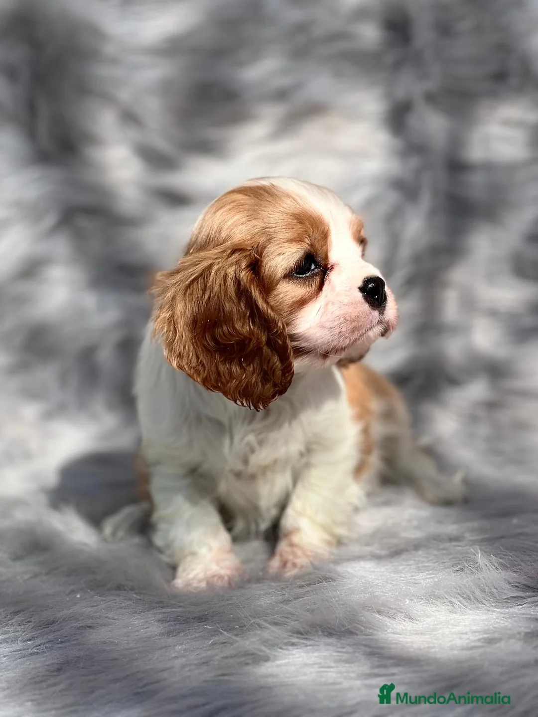 Cavalier King Charles Spaniel perros en venta: CAVALIER BLENHEIN DISPONIBLES! en Barcelona - Anuncio 1