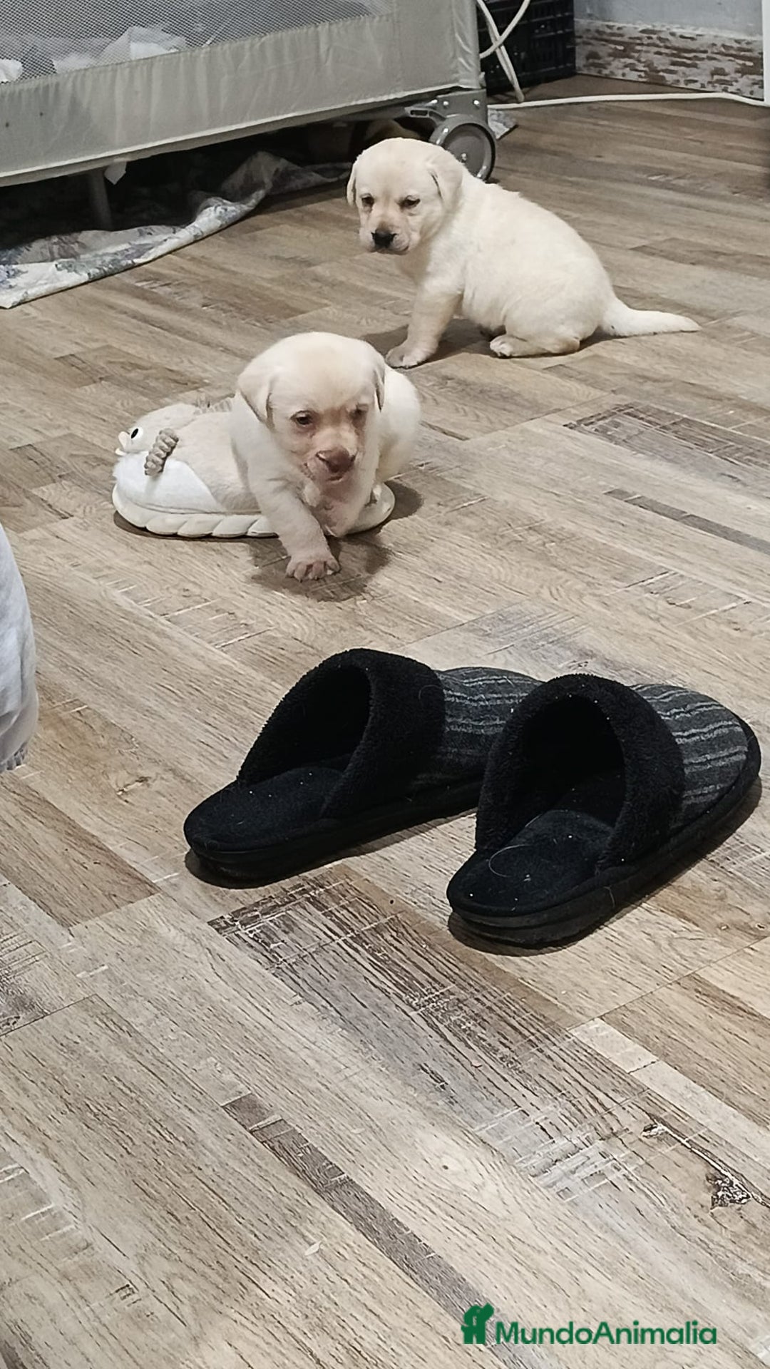 Labrador Retriever perros en venta: Labrador retriever dorado disponible  - Anuncio 7