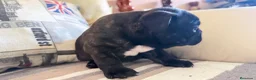 Bulldog Francés perros en venta: Buldog francés  - Anuncio 6