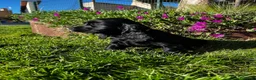 Cocker Spaniel Inglés perros en venta: Cocker negro - Anuncio 2