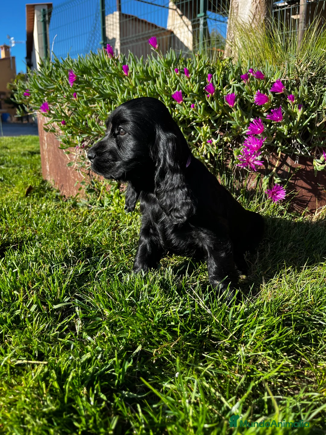 Cocker Spaniel Inglés perros en venta: Cocker negro - Anuncio 2