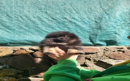 Pomerania perros en venta: Hembrita Black and tan  - Imagen 1